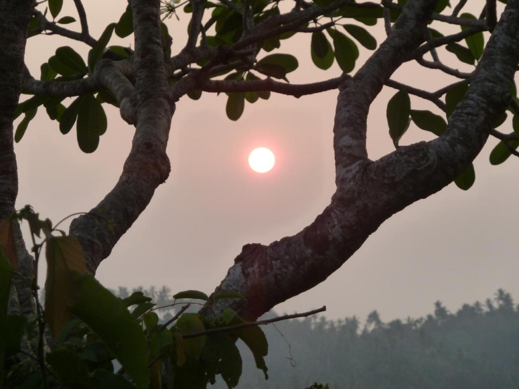 Ancient Tree
