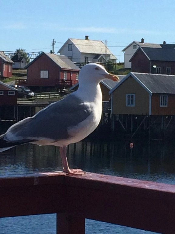 Sjøhaug Rorbu