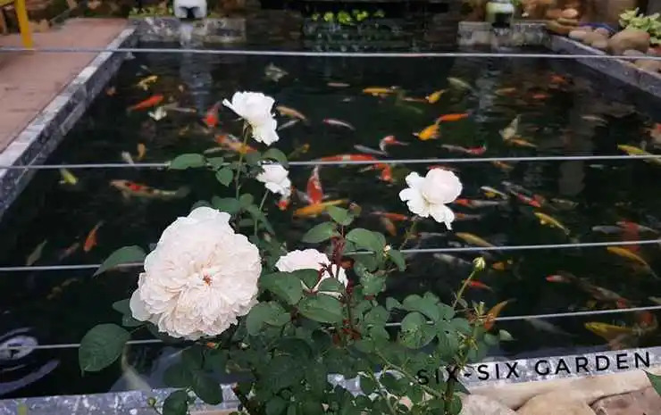 Six Six Garden - Rose Koi Homestay Dalat