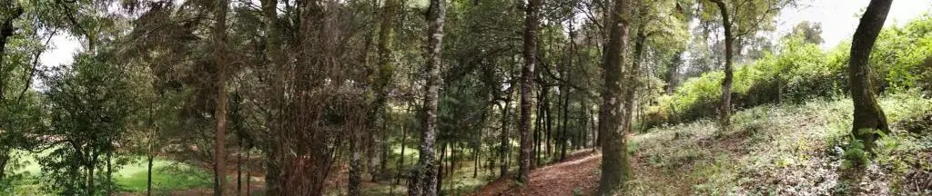 Hotel Bosques