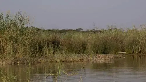 African Ambience