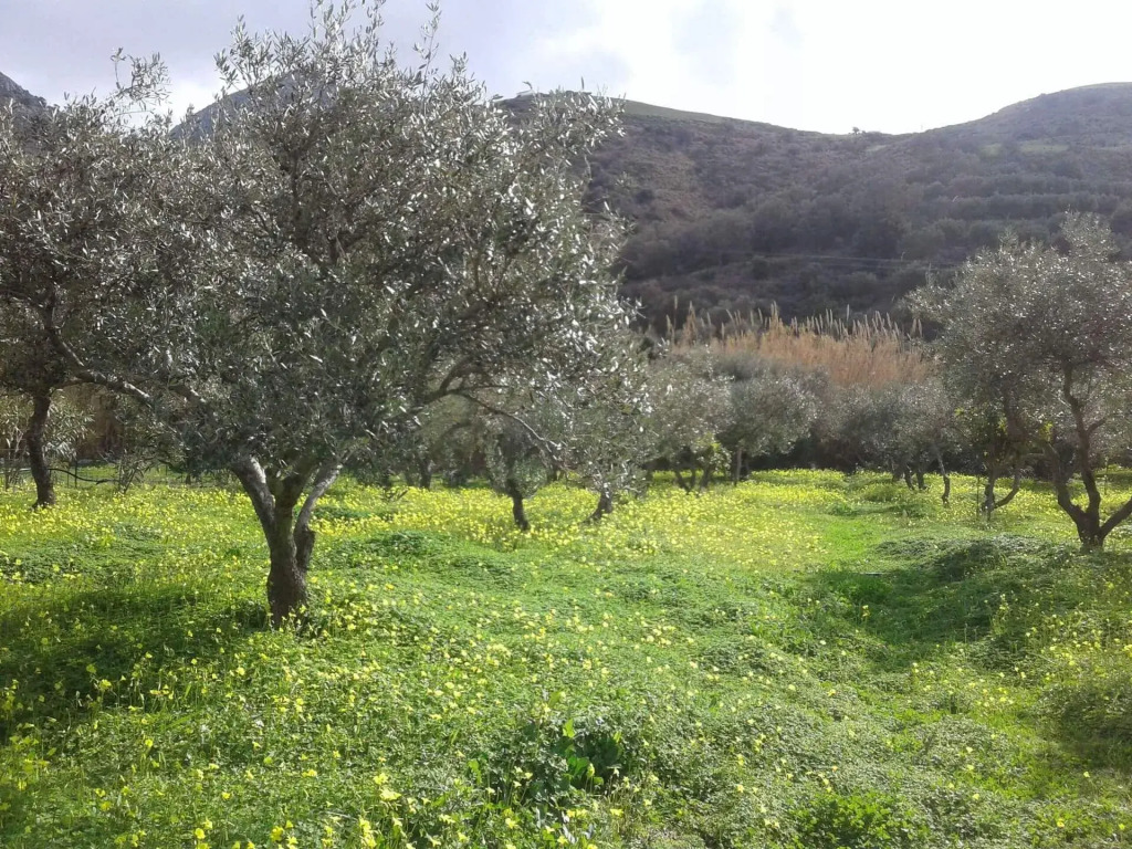 Lefkogia Farm