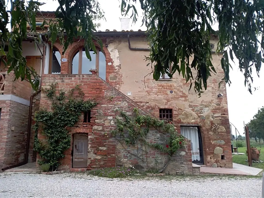 Violino