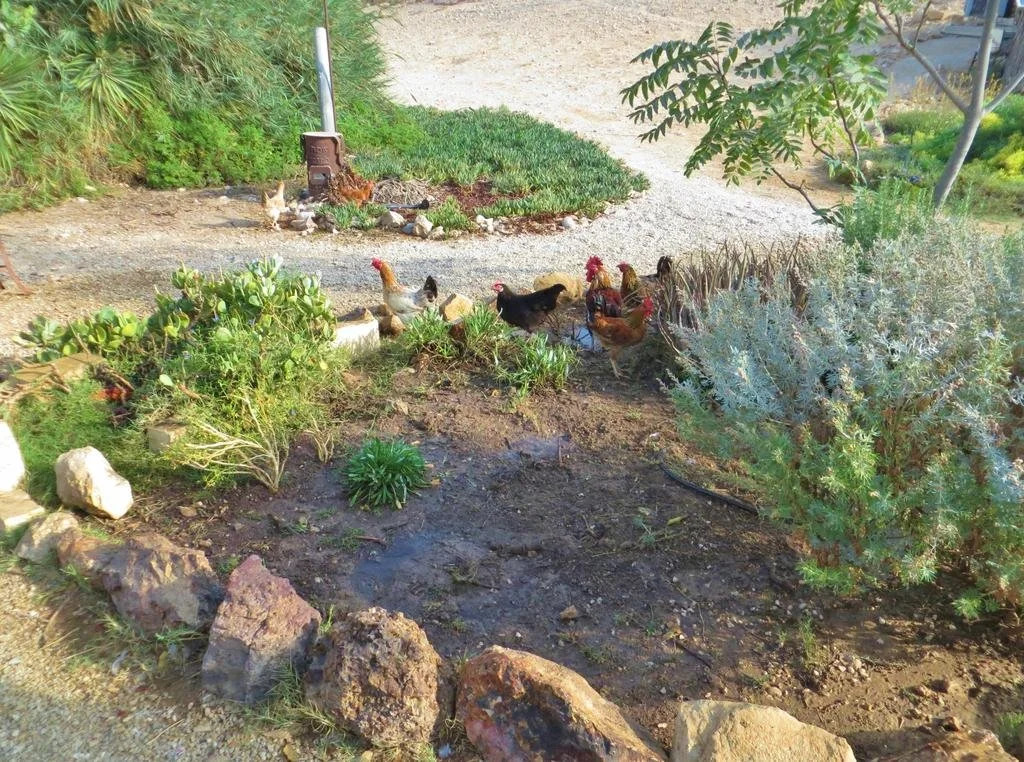 Succah in the Desert