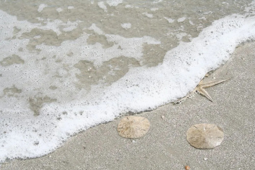 Surf Scoter 12 by RedAwning