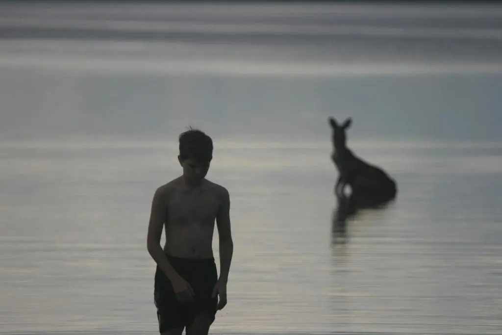 Lake Weyba Noosa Lodge & Kangaroos
