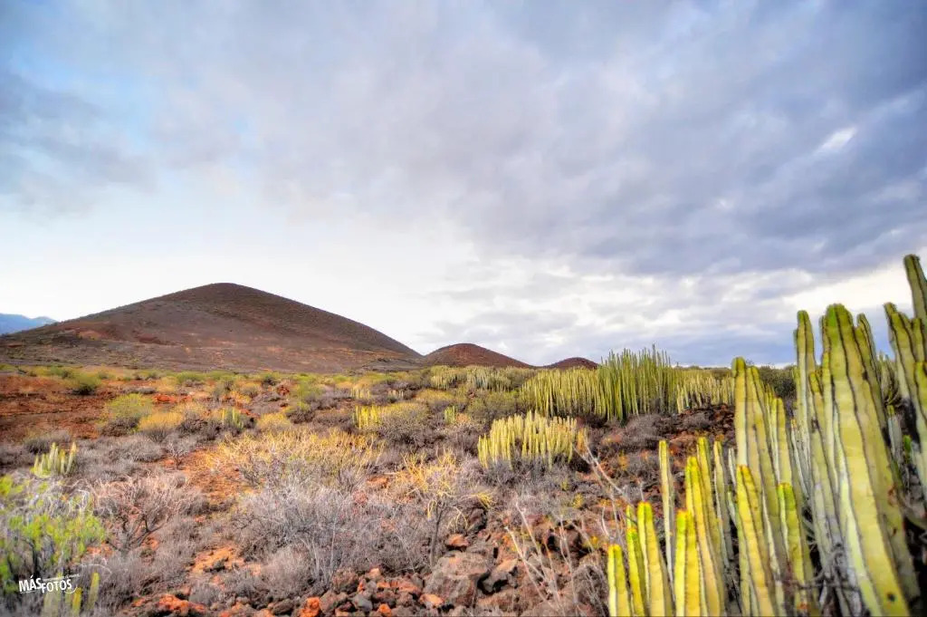 Naturaleza Viva