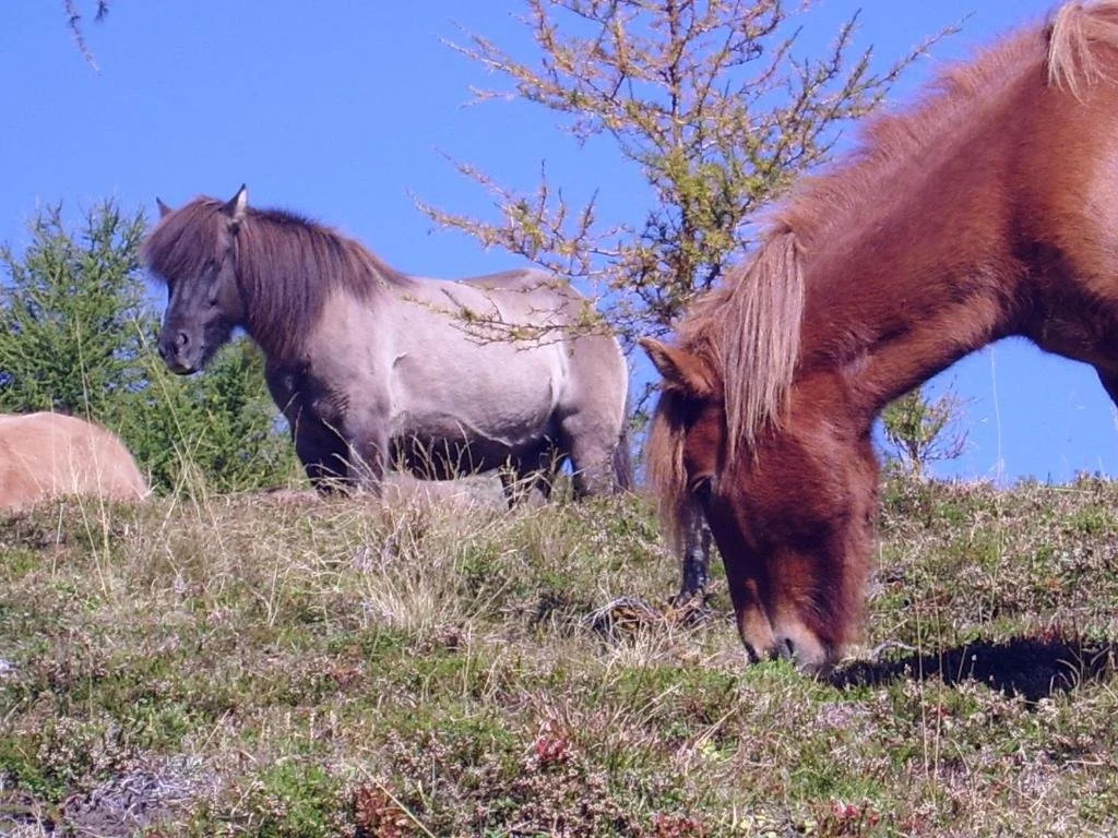 Ortnerhof