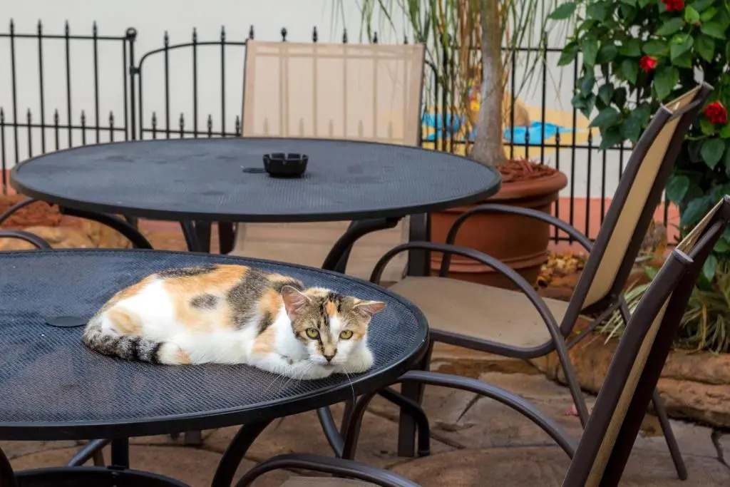 Richards Pet Friendly Motel