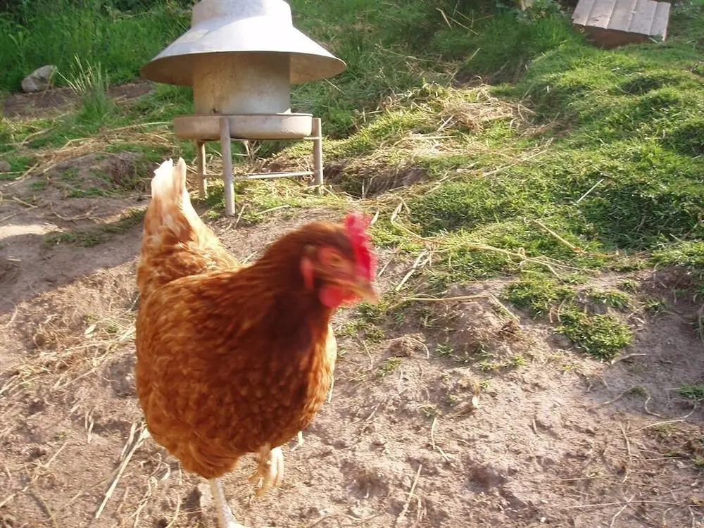 Providence Farm