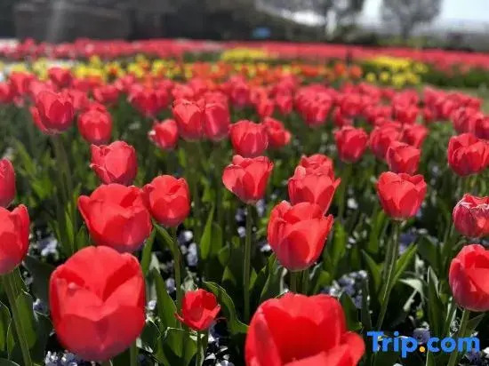 Laoshan Hot Spring Garden Hotel