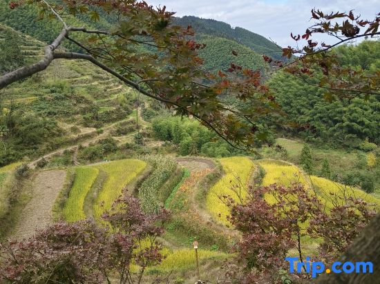Yunhe Rice Terraces Qitingyu Guesthouse (Qixingdun Observation Deck Branch)