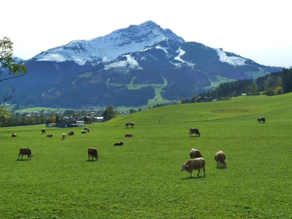 Ferienwohnungen Schneider