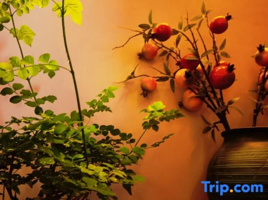 Kashgar  Adenium obesum B&B