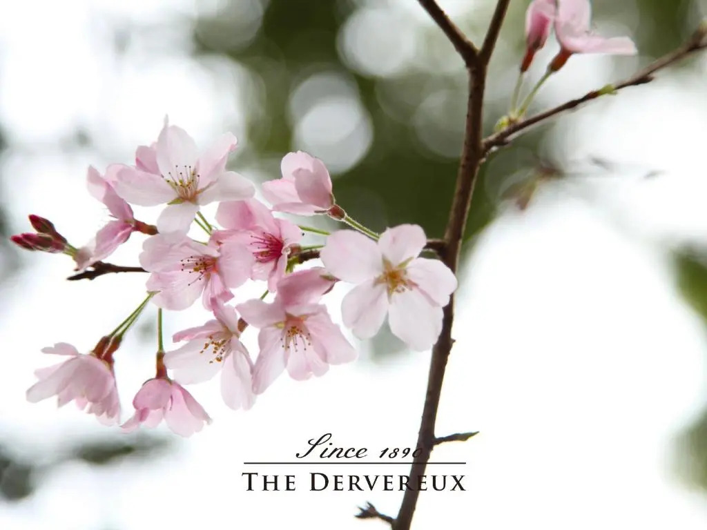 The Devereux Boutique Hotel
