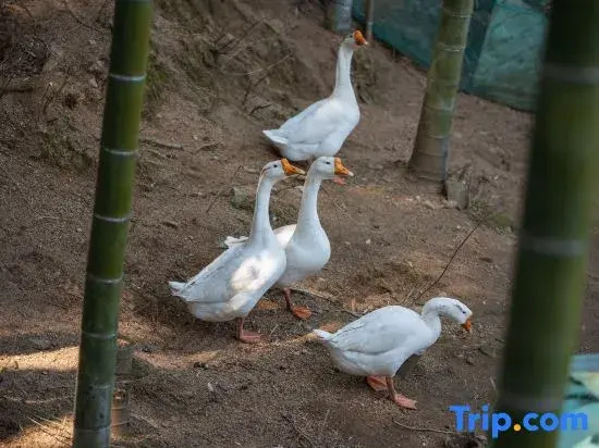 Houyuan · Angling Mountain Wildness Resort Homestay (Anji Yunshang Caoyuan Branch)