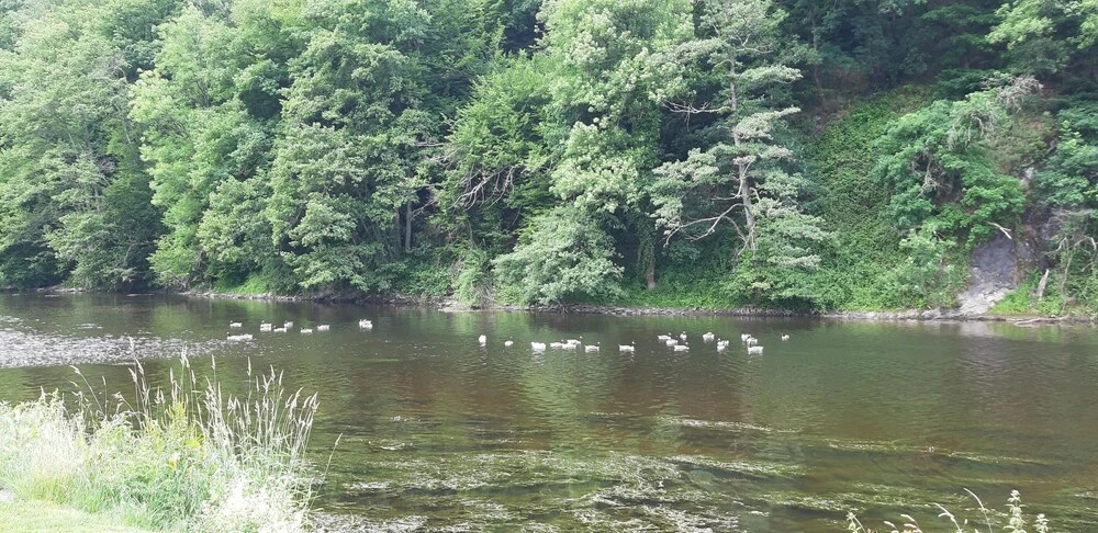 Auberge en Ardenne