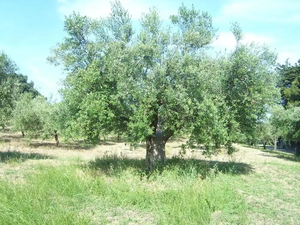 The Italian countryside - Agriturismo Collina Delle Streghe