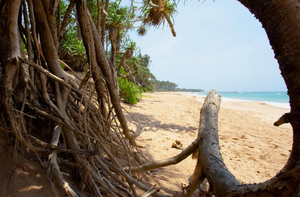 Turtle Paradise