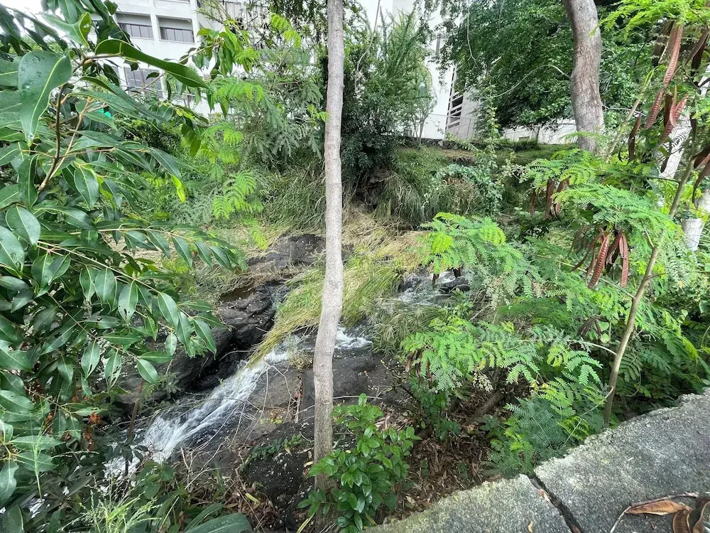 Urban oasis in heart of city-large yard