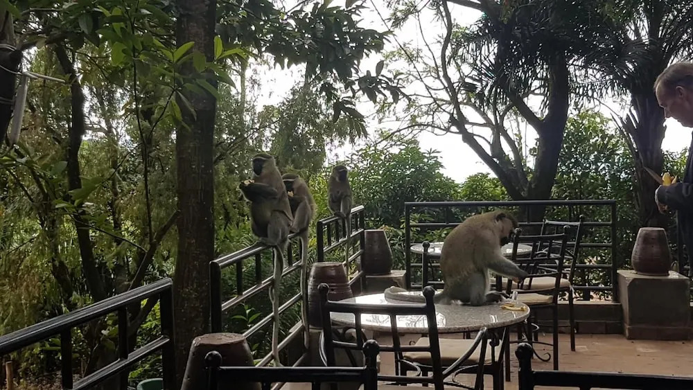 Kampala Forest Resort - KFR Lodge