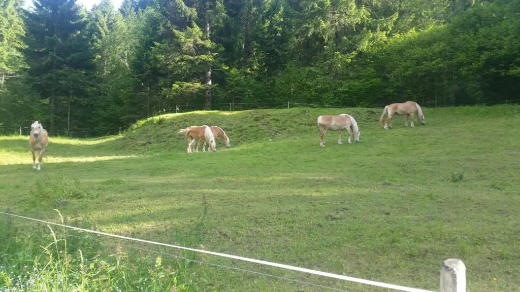 il bosco in casa