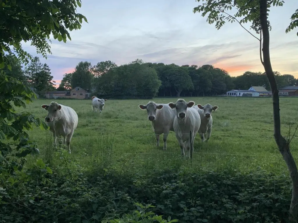 Hotel Rügenschmiede vis a vis Hiddensee