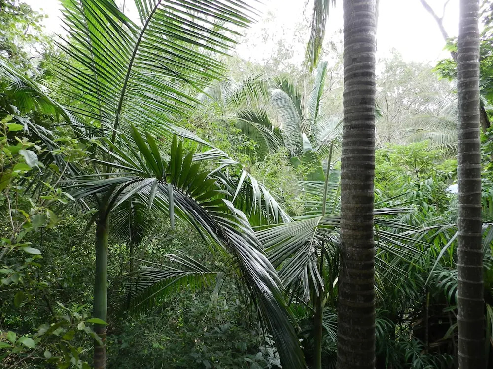 Oskars Rain Forest Retreat
