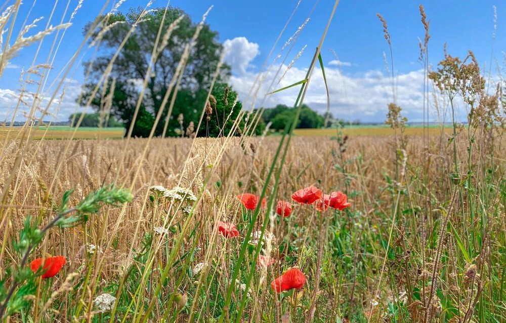 Windrose