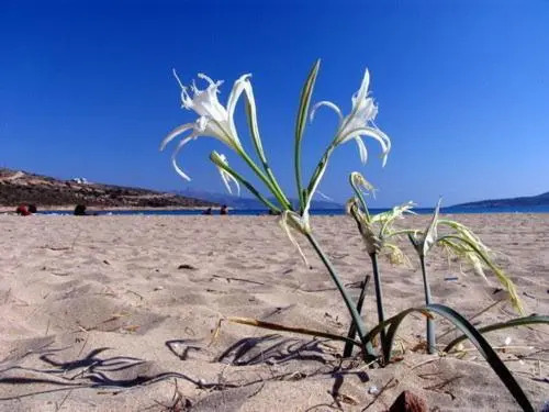 Maistrali