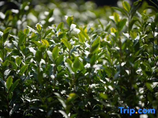 Houyuan · Angling Mountain Wildness Resort Homestay (Anji Yunshang Caoyuan Branch)