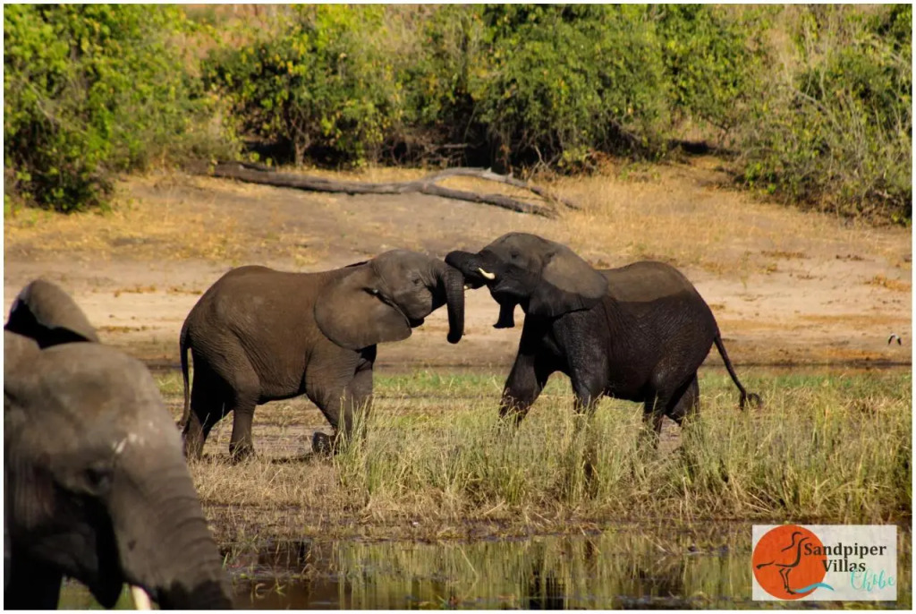 Sandpiper Villas Chobe