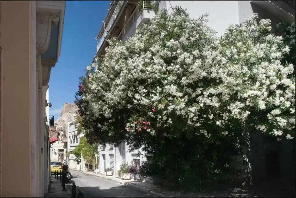 Nephiria, Back to Tradition, In the heart of Plaka