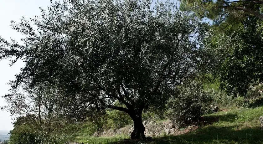 Cà Delle Vigne