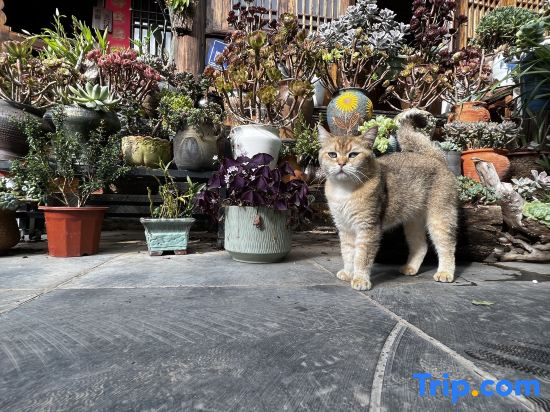 Qingyan Yifang Courtyard Homestay