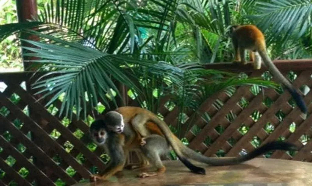 Jungle Villa