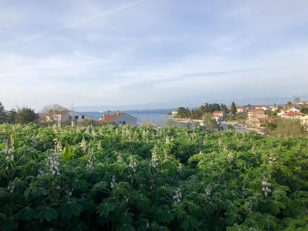 Ružica - 50m From the sea - A1-ruža