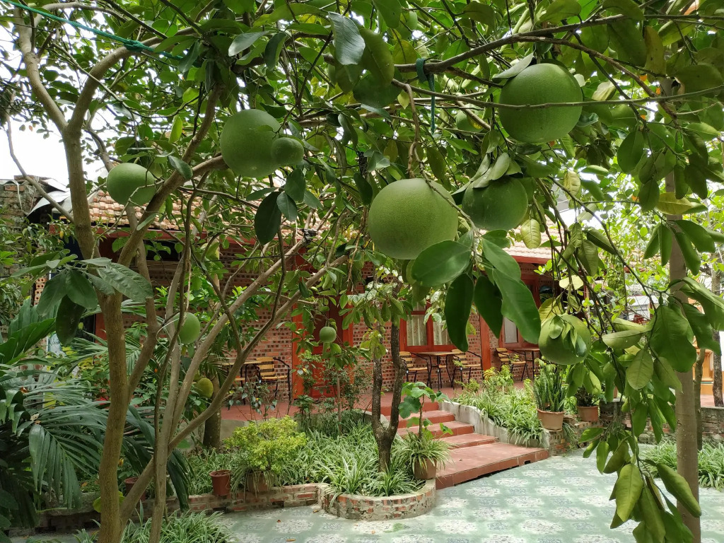 Tam Coc Thanh Dat Homestay