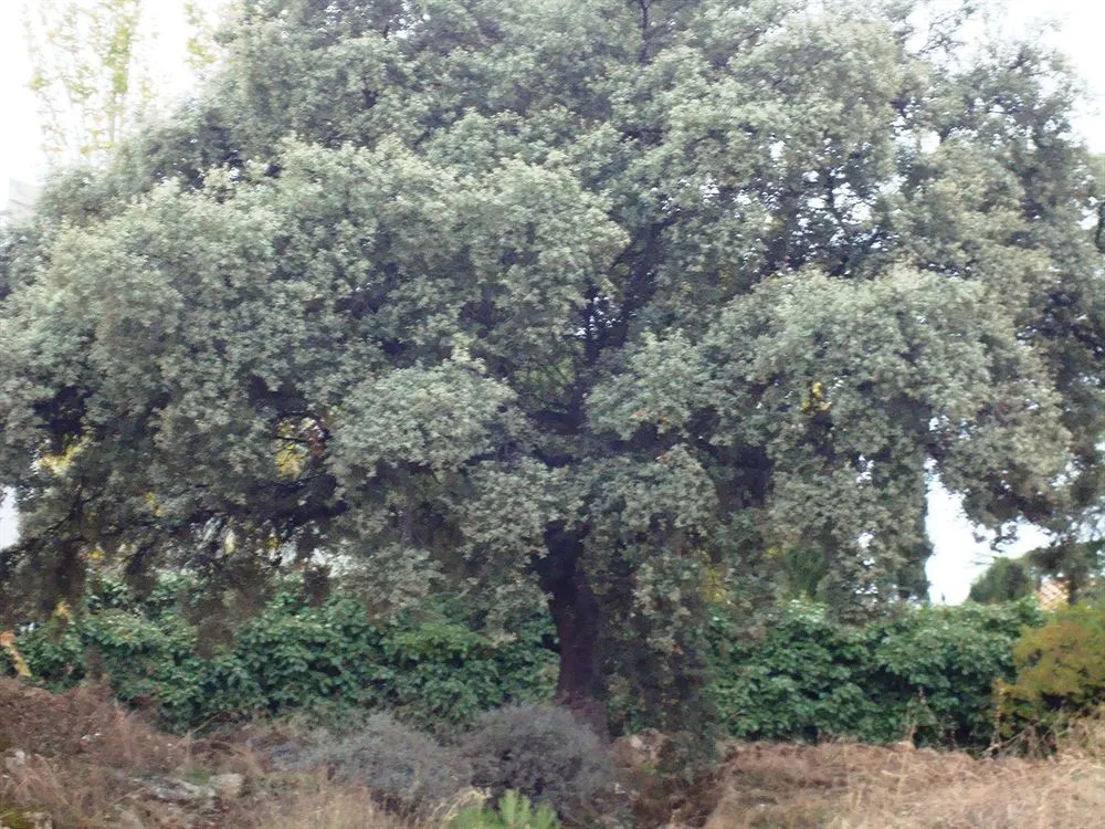 La Encina Centenaria