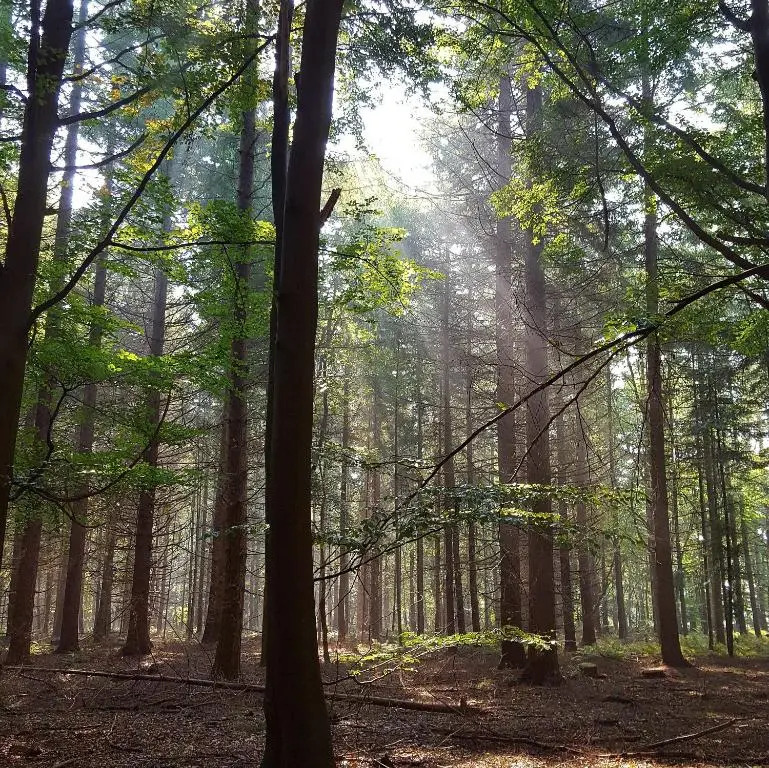 Dennenheuvel