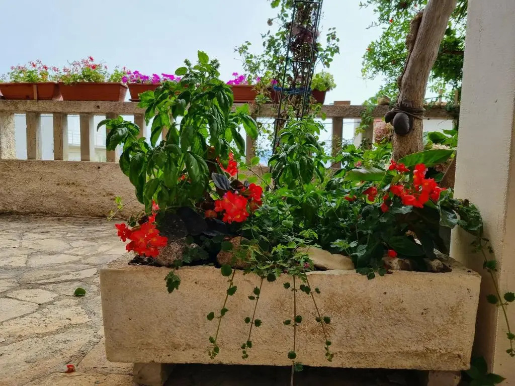 Vacation house Delić