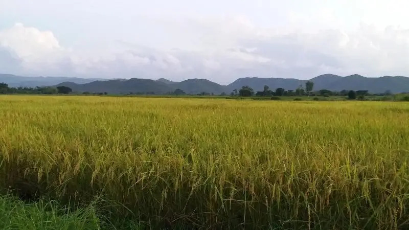 Baan Saun Homestay by Lamyai Khunmae