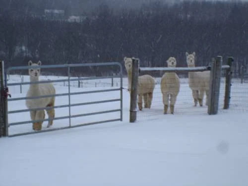 Four Points Alpacas B&B