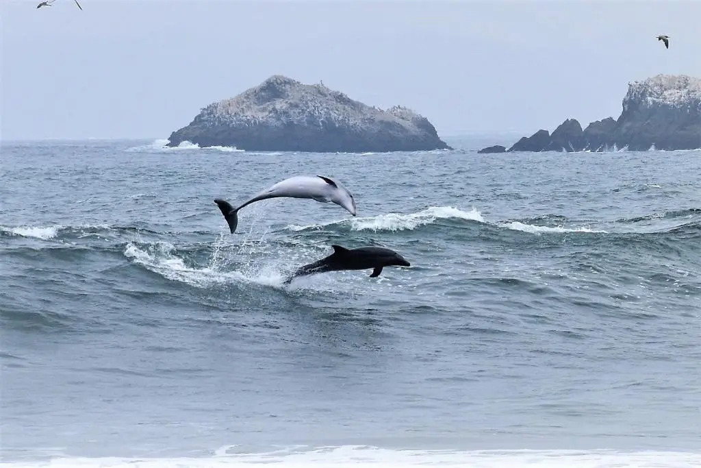 Waves Surf Camp Peru