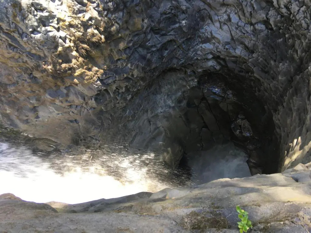 Casa Arbol