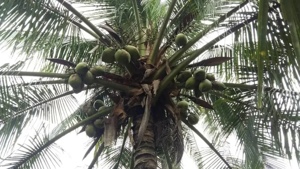 Coconut Homestay Mỏ Cày Nam Bến Tre