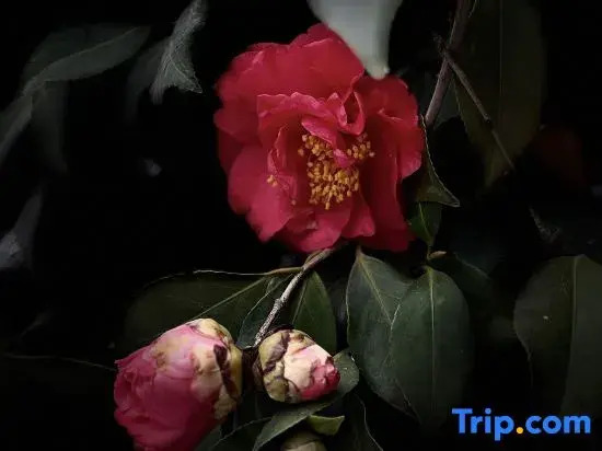 Hot Springs Homestay
