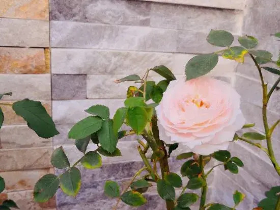 Yiyuanshu Homestay (Dalian Jinshitan)