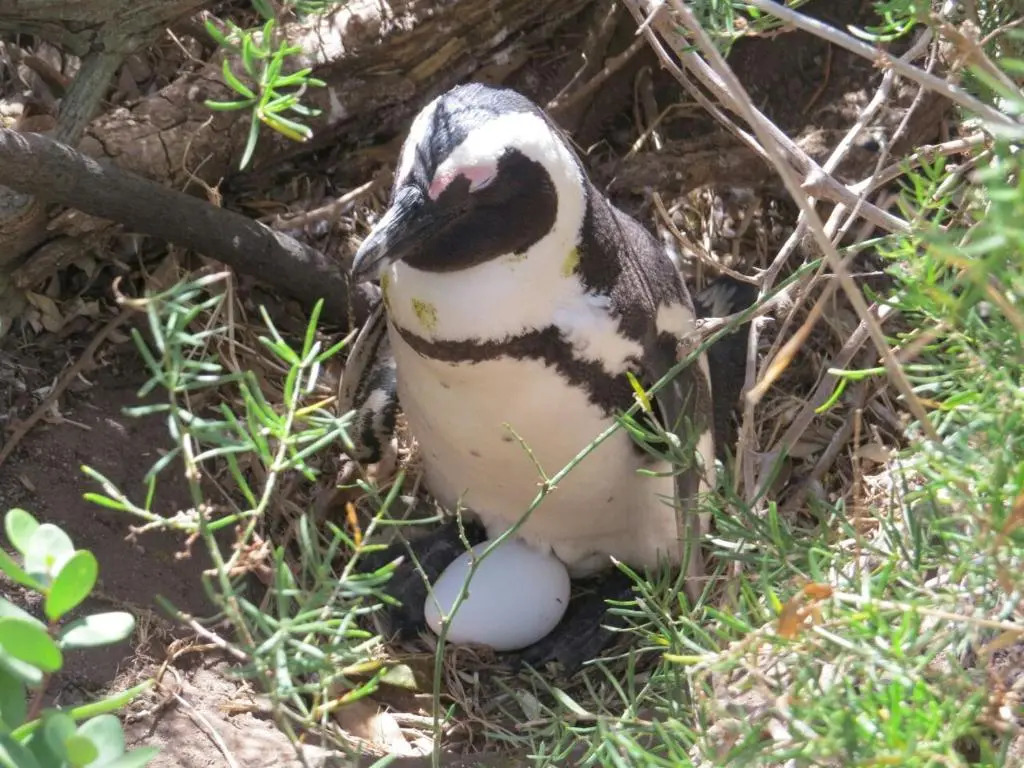 Penguins View Guesthouse