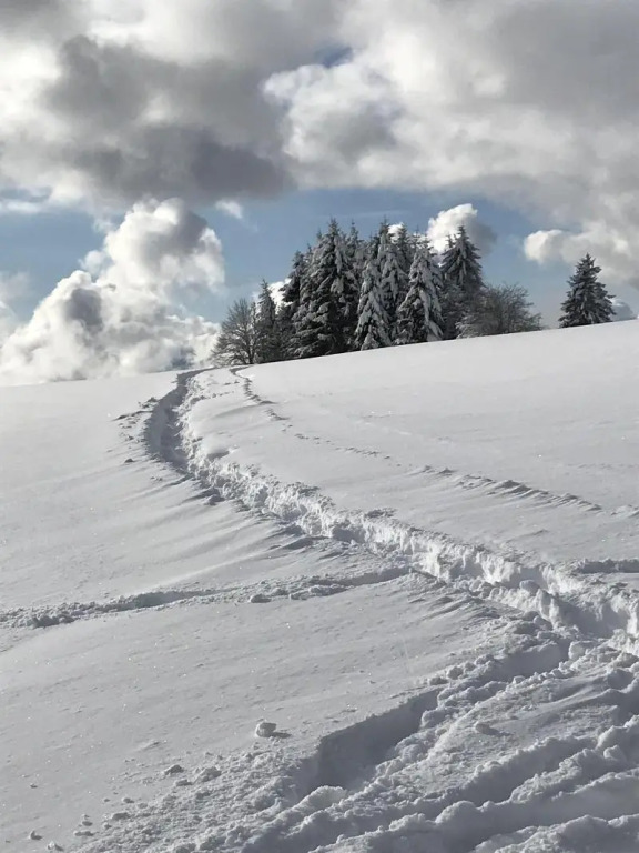 Der Hirschen